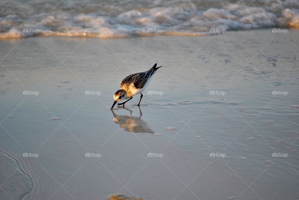 Sand Piper