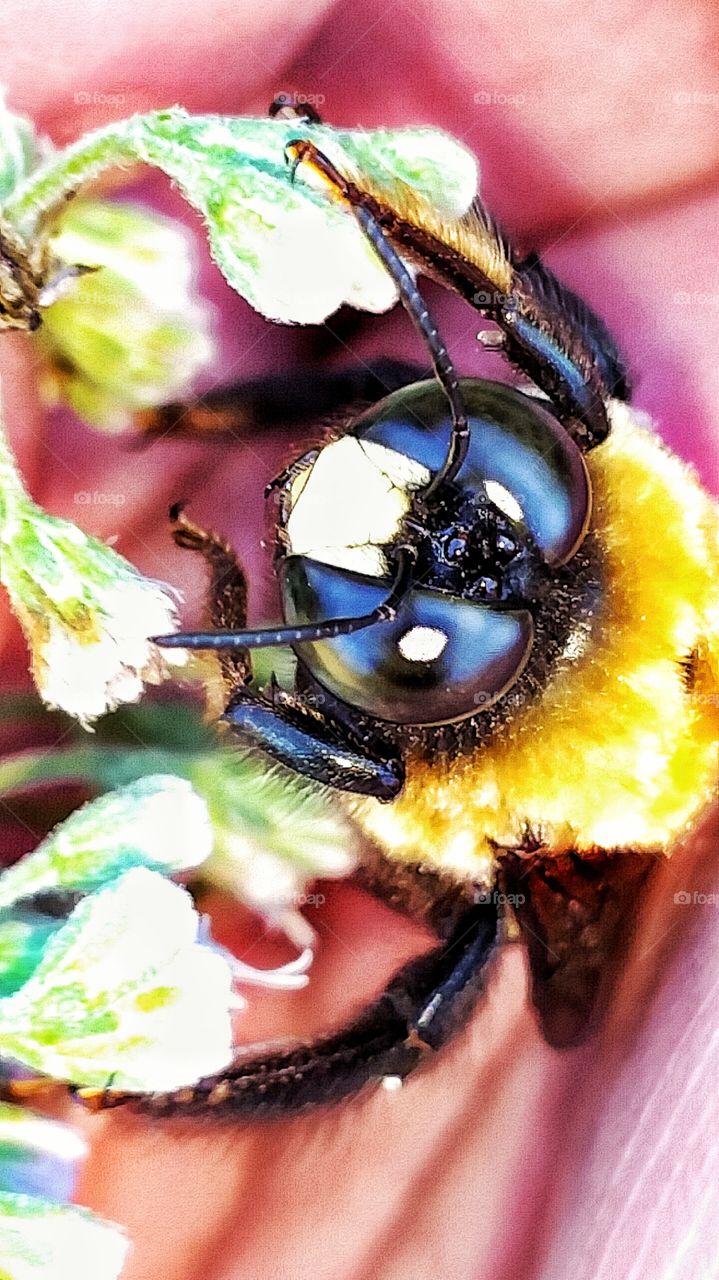 macro bumblebee in my hand