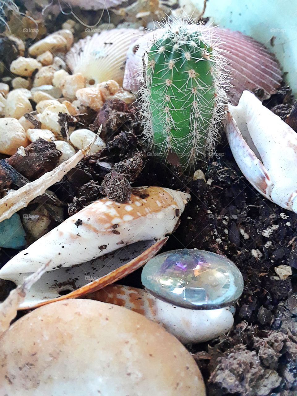 little cacti