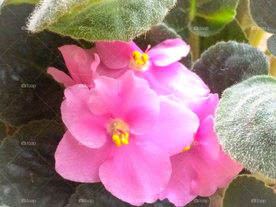 African violet  