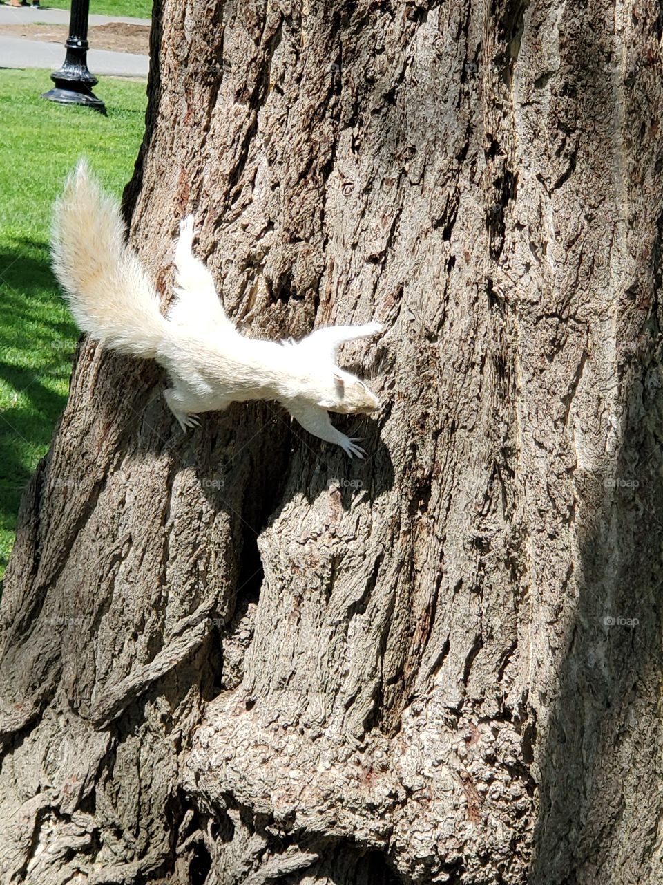 Albino Squirrel hanging out in Boston Public Park. Amazing creation made so much like it's colored comrades, though uniquely beautiful.