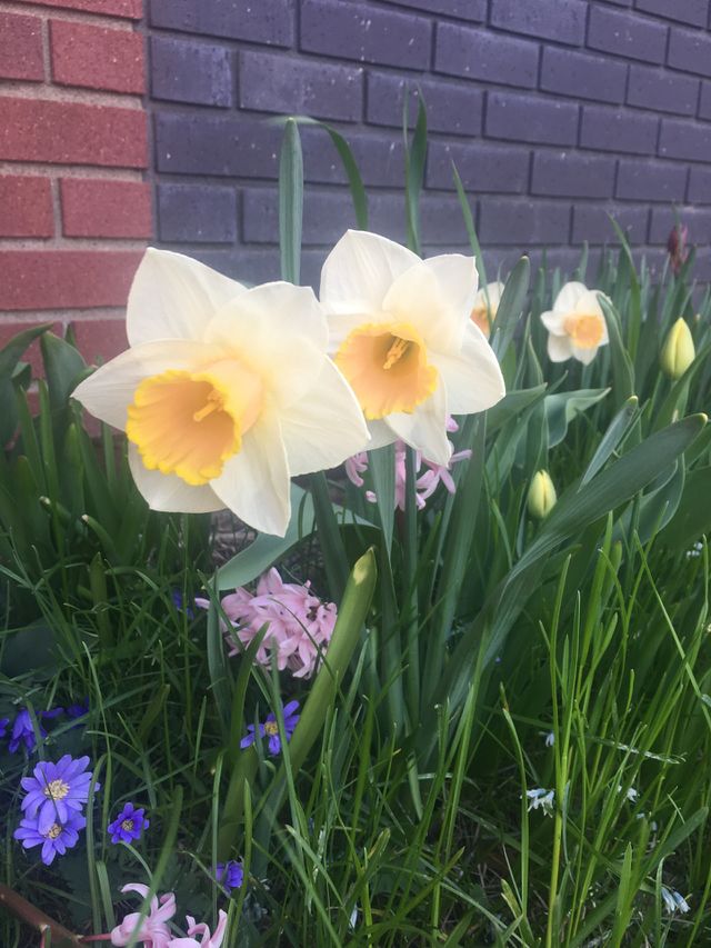 Pretty spring flowers 
