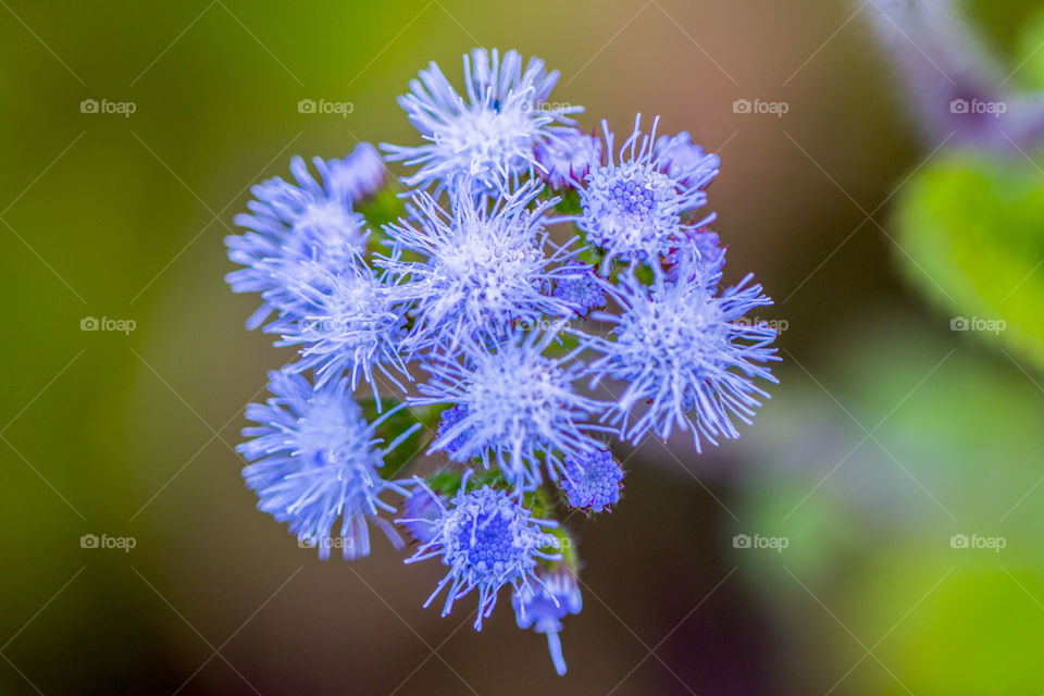 Purple Flowers 