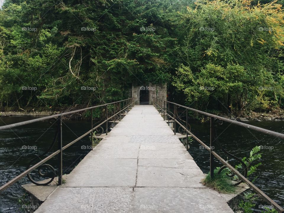 Water, Tree, Bridge, Wood, River