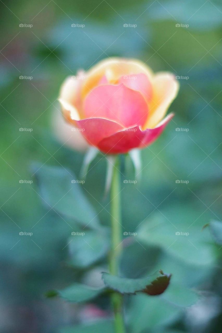 Single rose from international rose test garden.