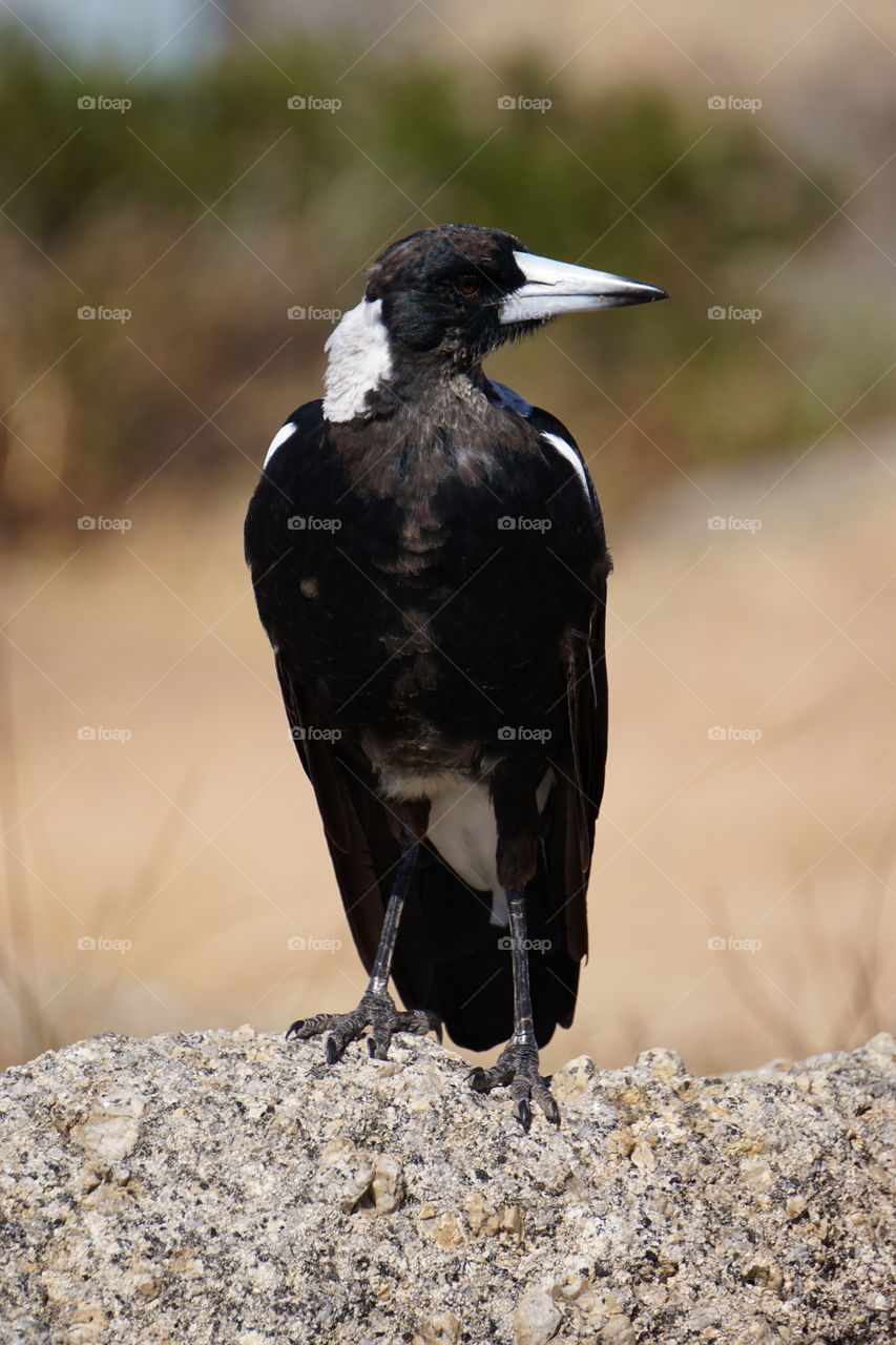 Magpie