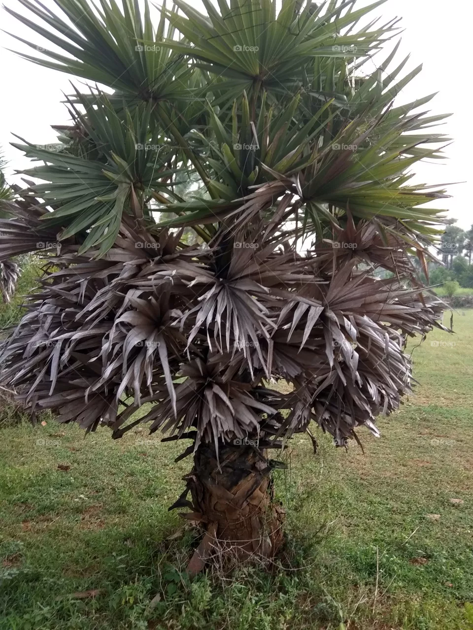 tree