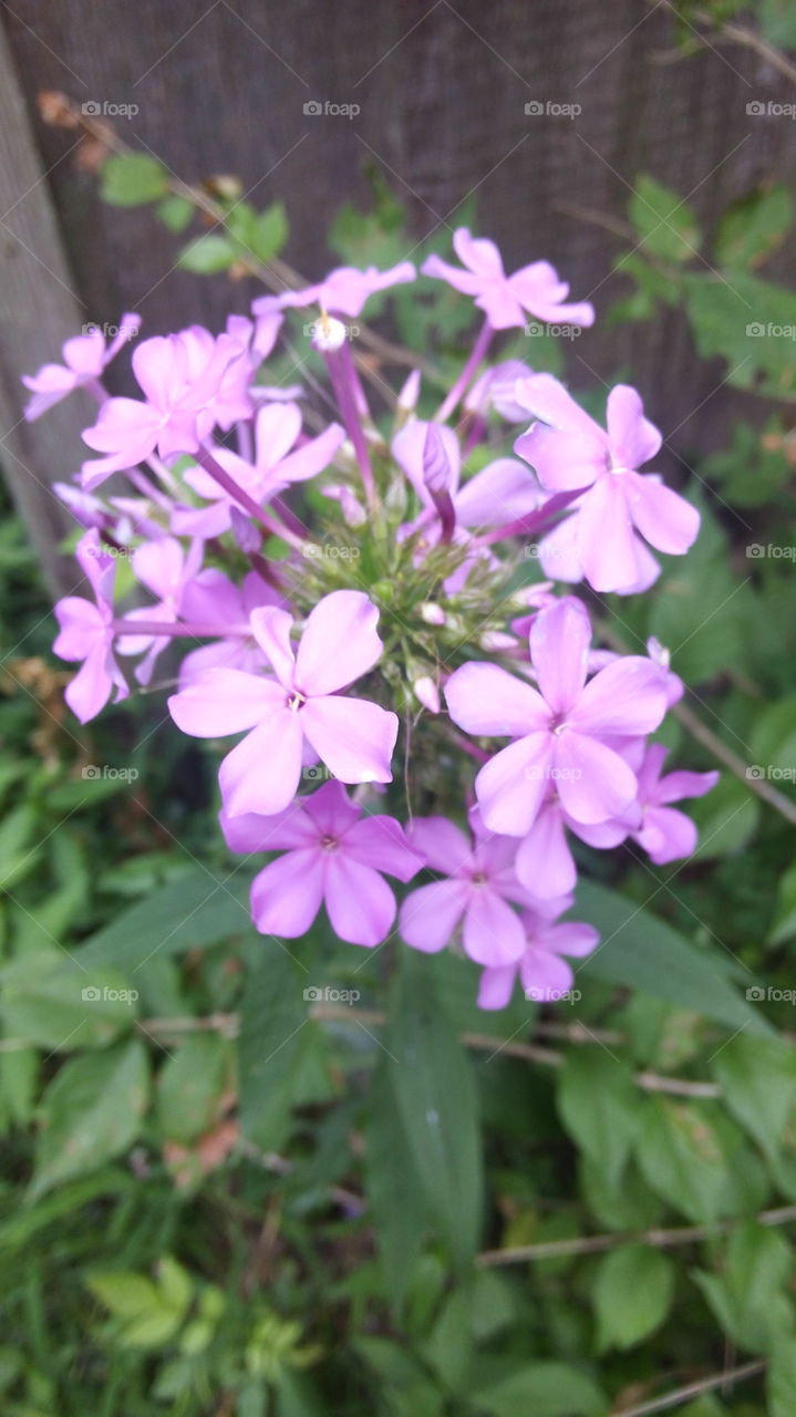 Purple flower cluster. A beautiful cluster of summertime purple flowers.