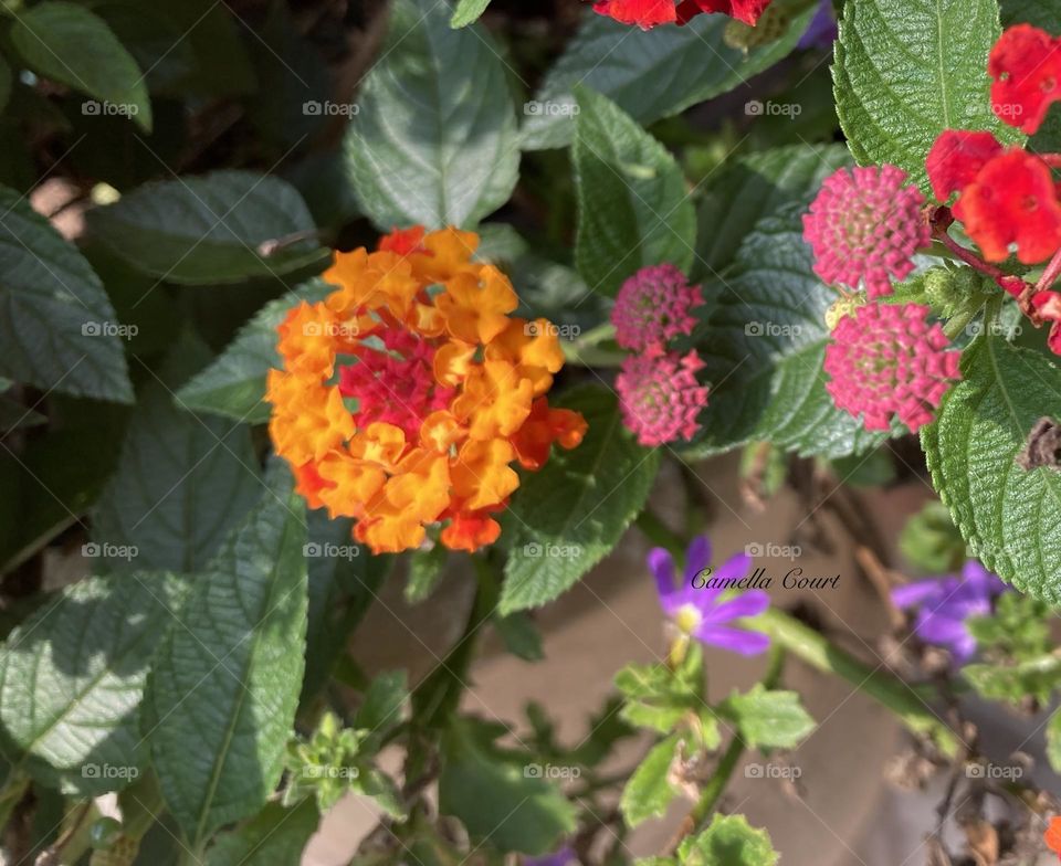 Detailed flowers i saw outside an office building