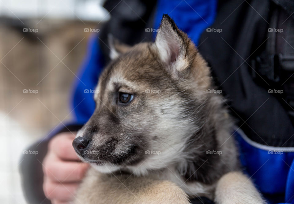 Husky love