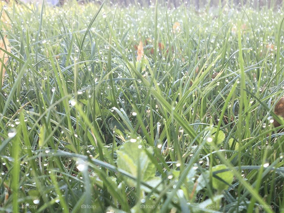 Morning grass