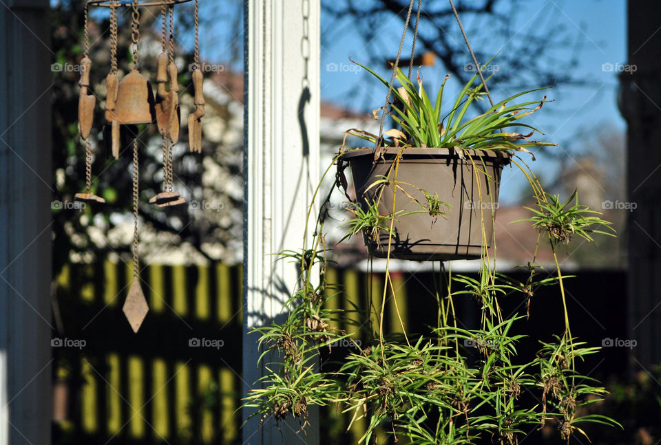 hanging house plant