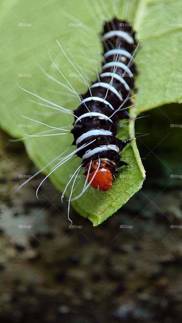 Colourful worm having another insect on his body, black and white worm