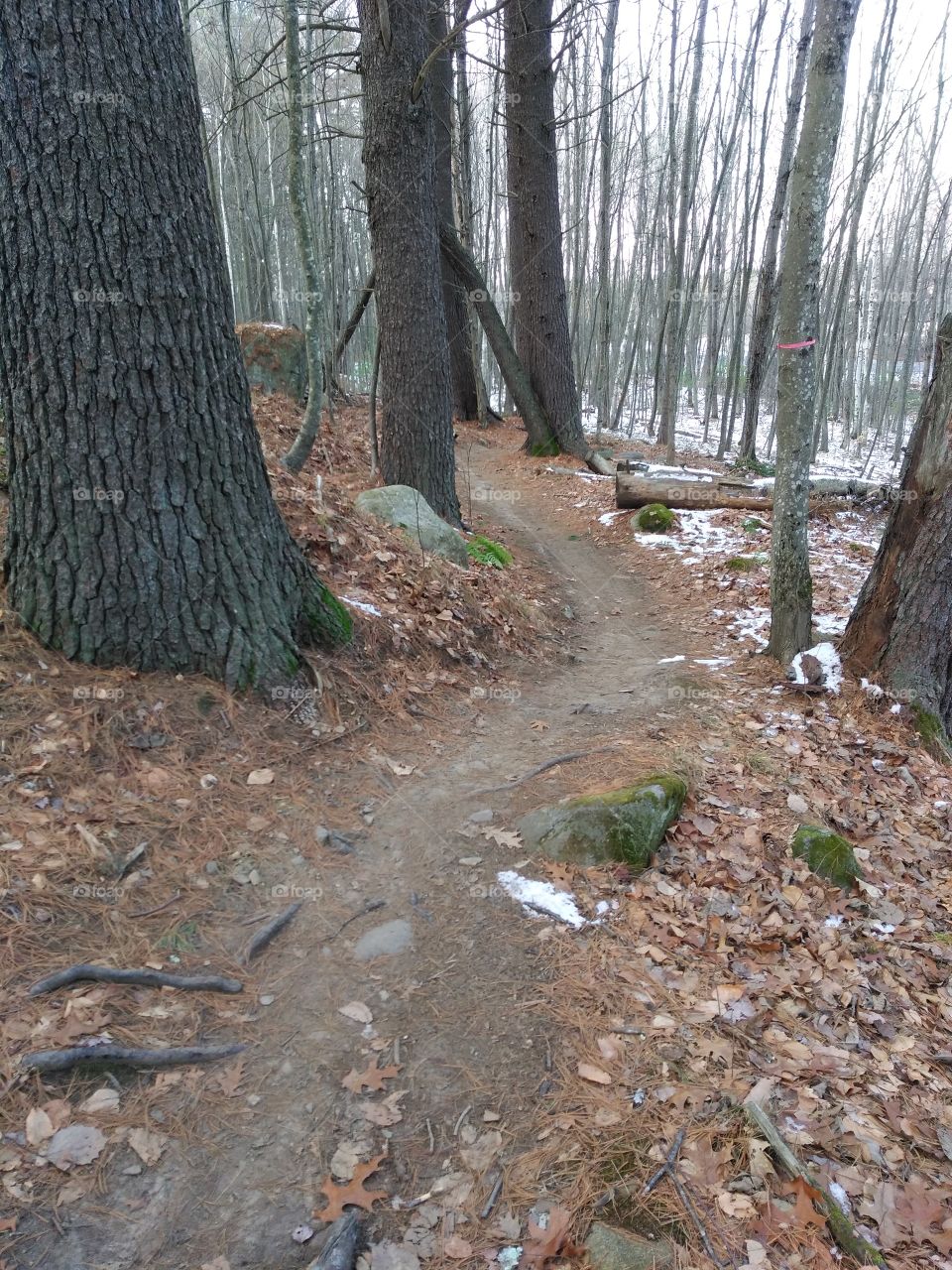 Winding trail