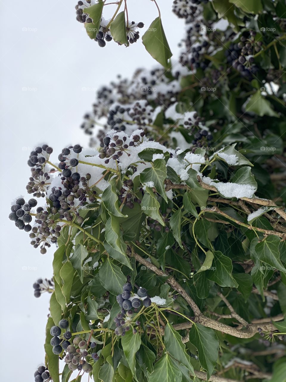 black berries in the snow