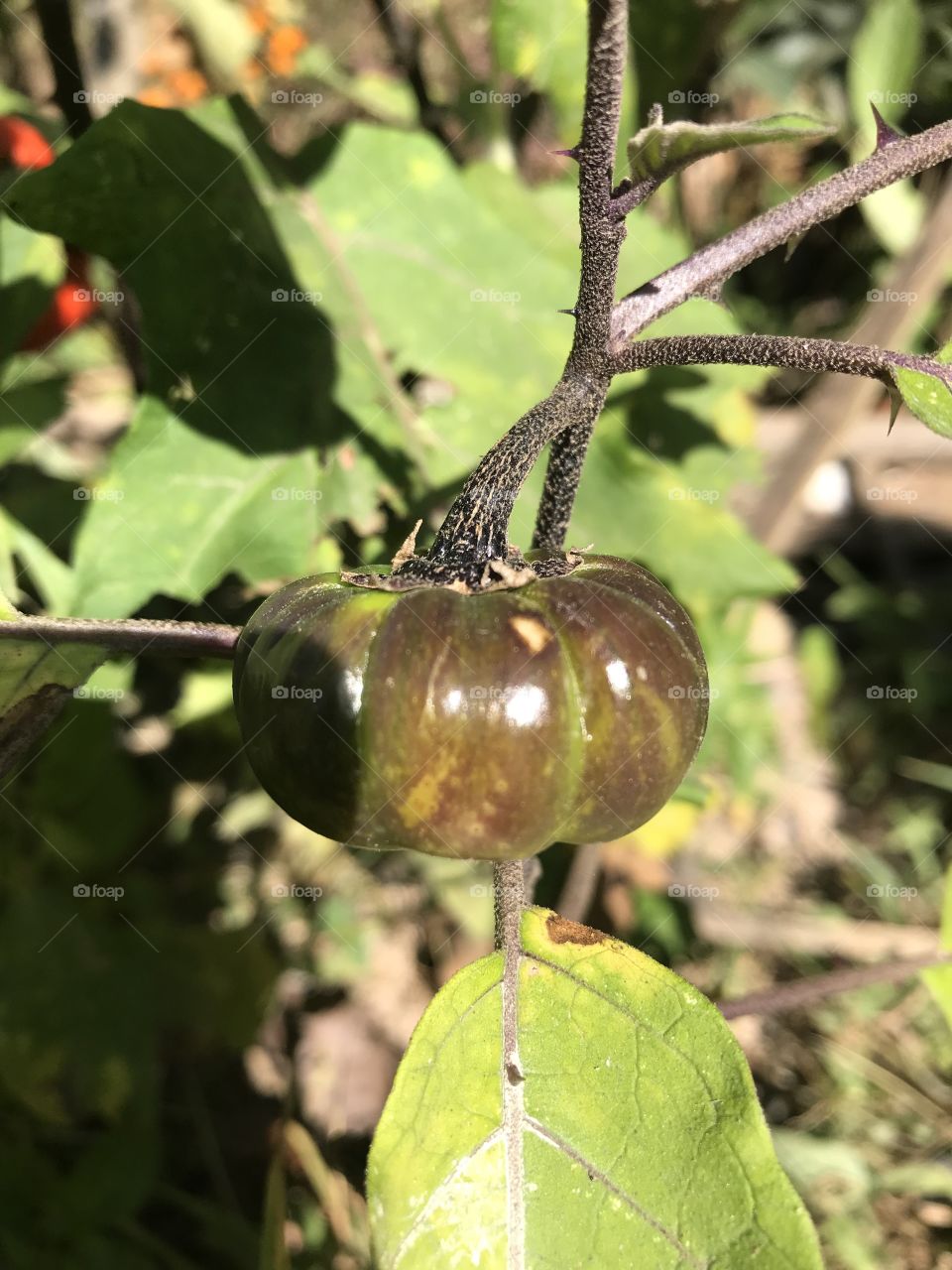 Solanum virginianum L. 