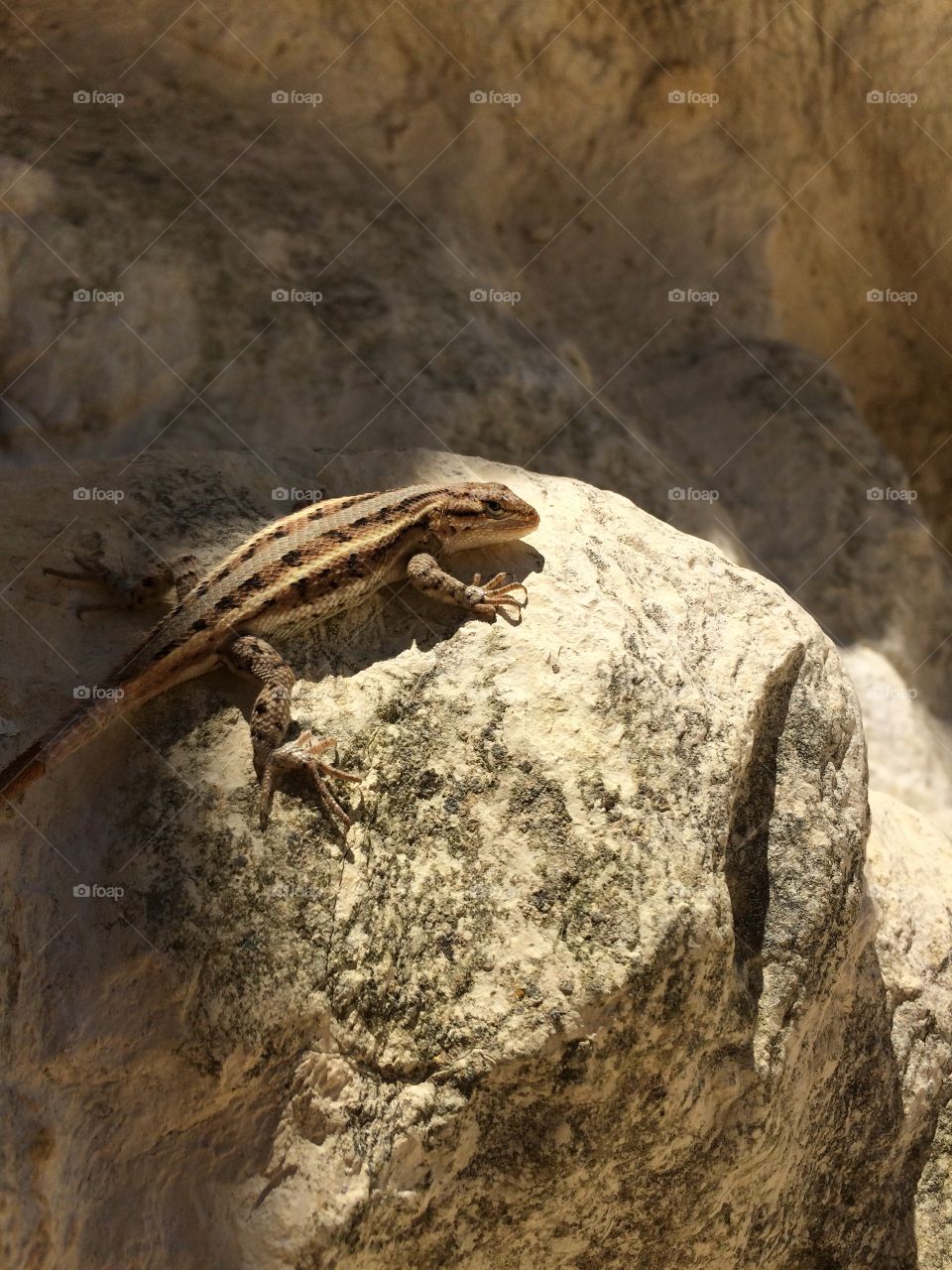 Lizard Basking On Chalk Formation in Western Kansas