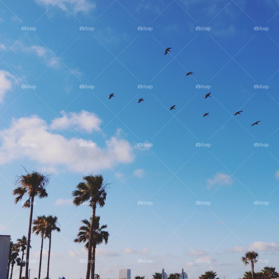 Sky, No Person, Beach, Tree, Daylight