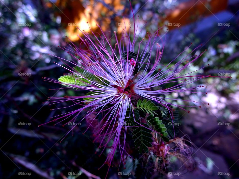 Fairy Duster