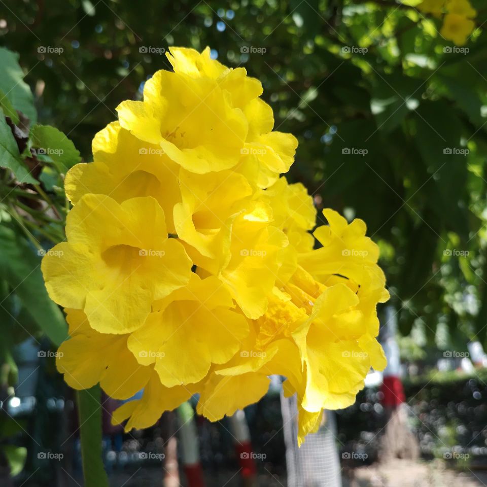yellow flowers