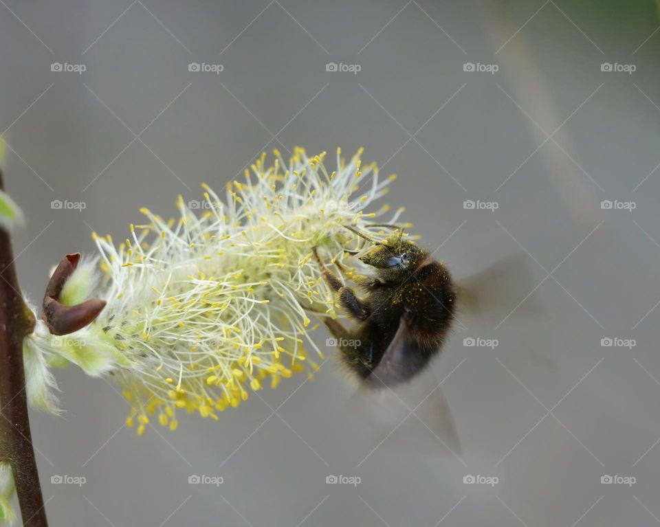 Bumblebee searching for nectar