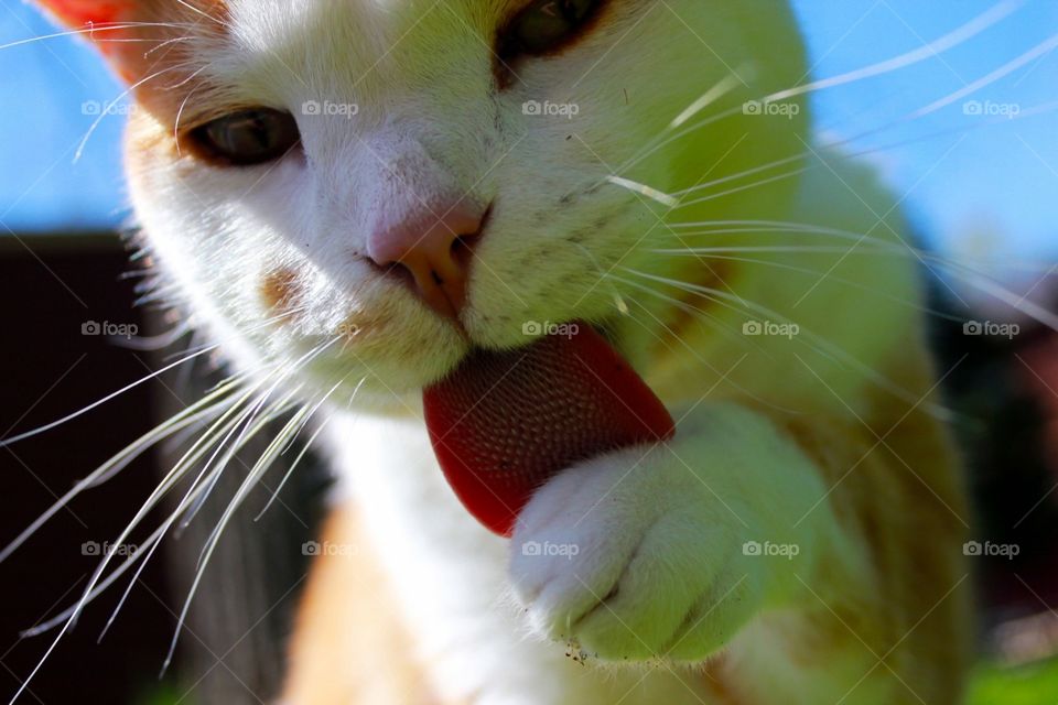 Cat tongue 