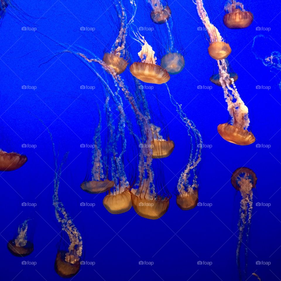 Jellyfish Galore. Taken at the Monterey Bay Aquarium
