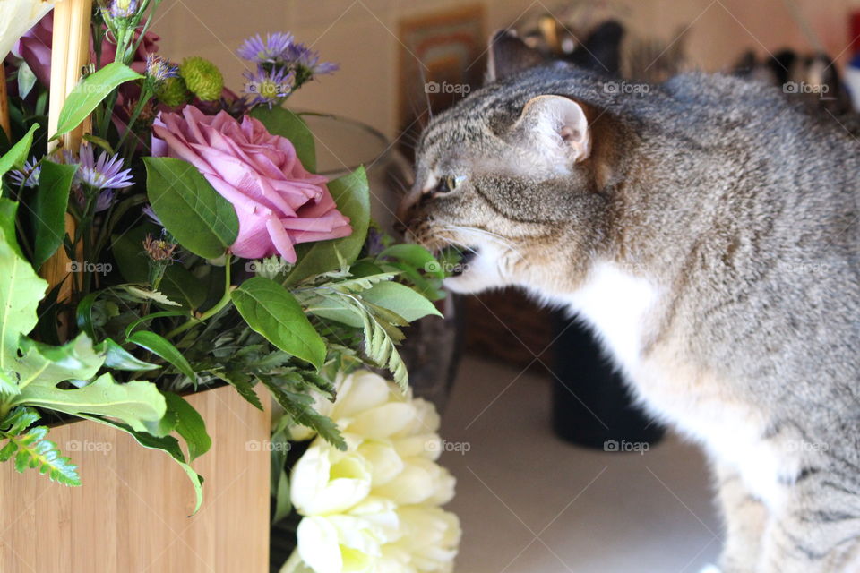 Cat Eating Flower