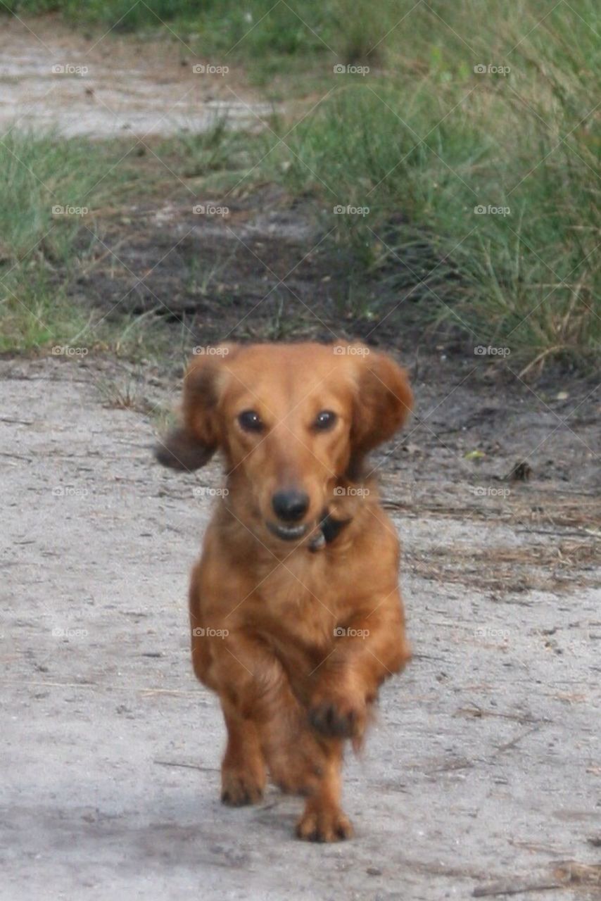 Doggie running trough the Forrest 