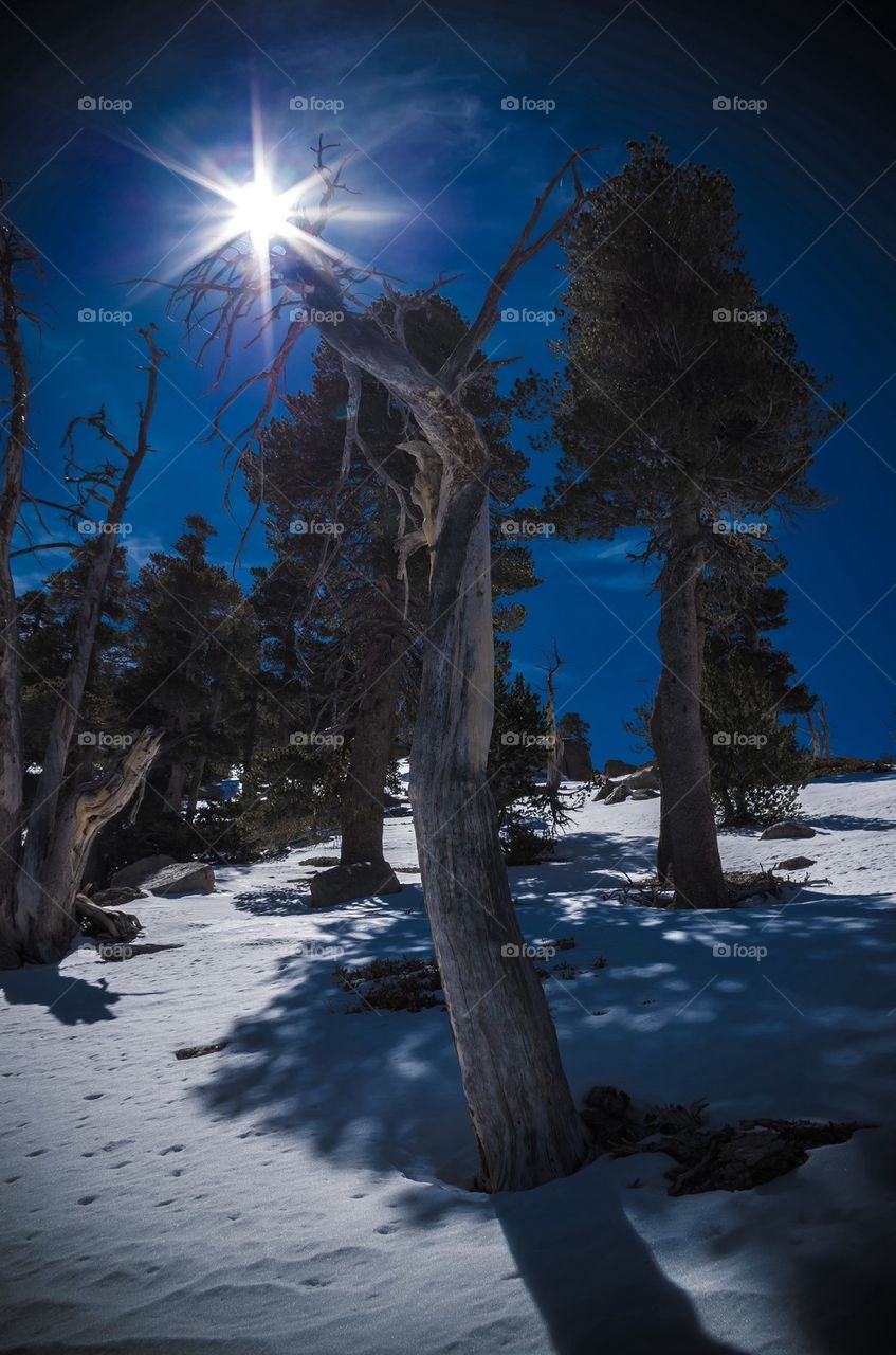 Close-up of trees in winter