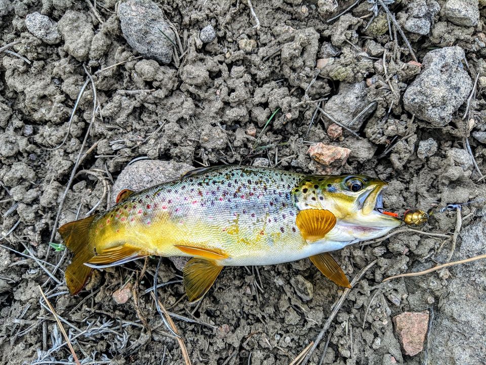 Brook trout