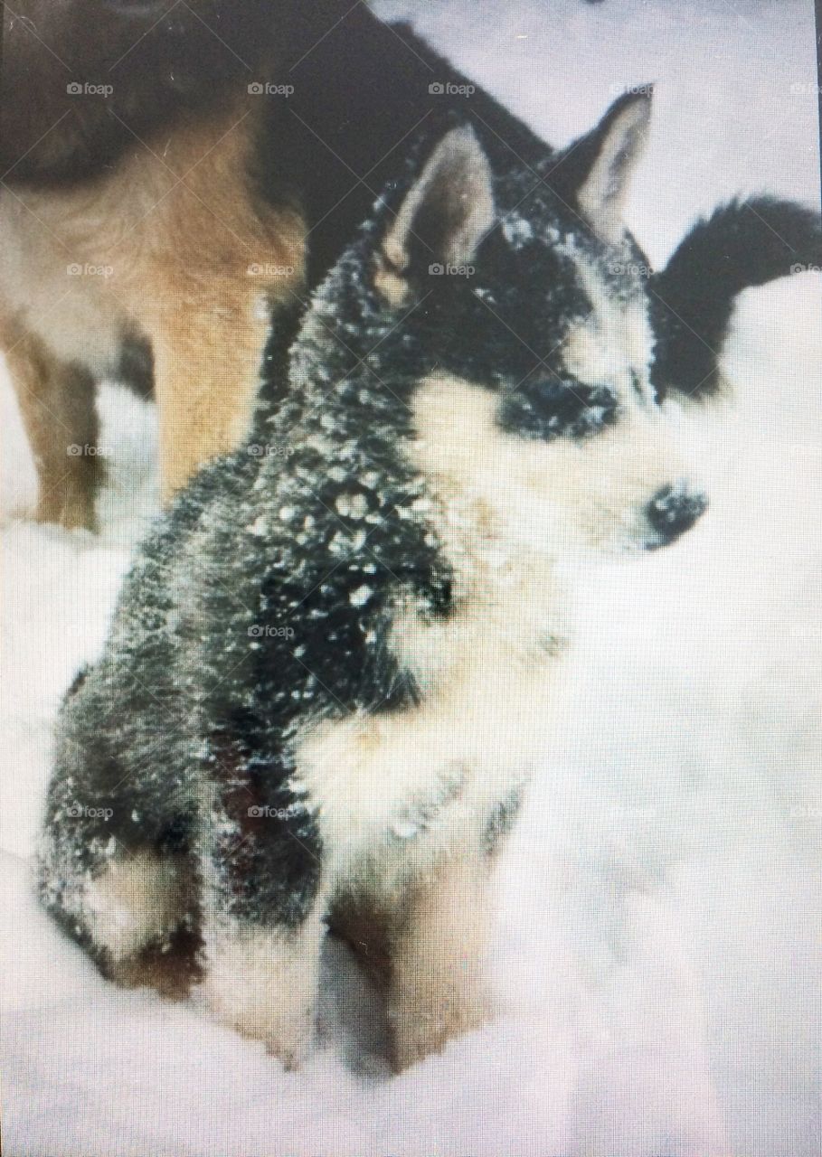 Incredible Husky Dogs