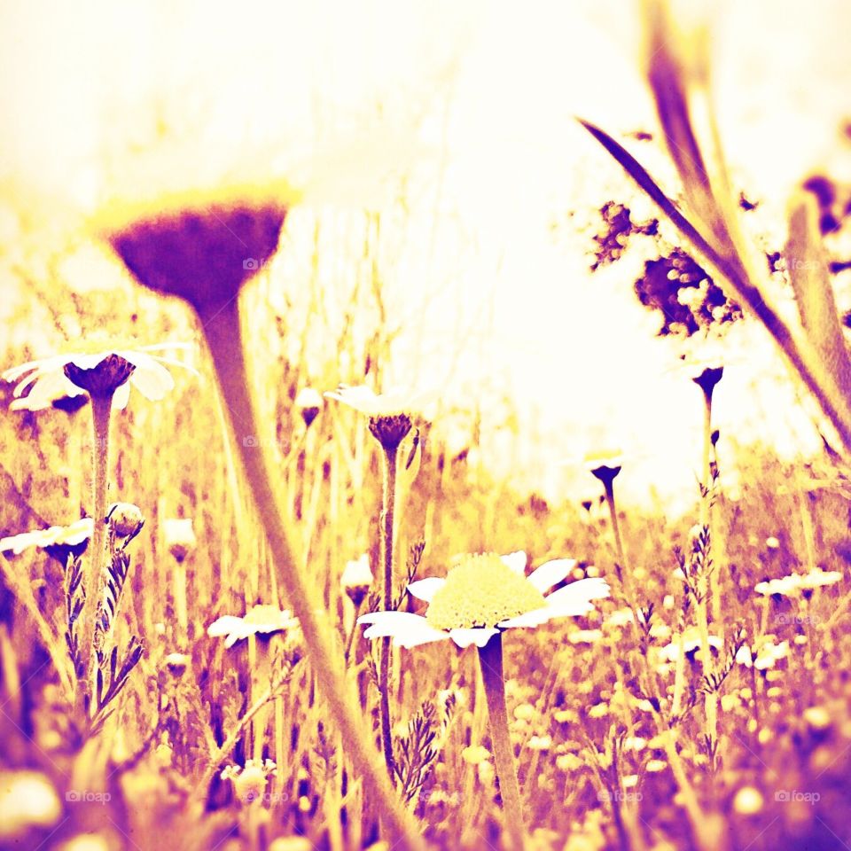 Daisies in summer sun