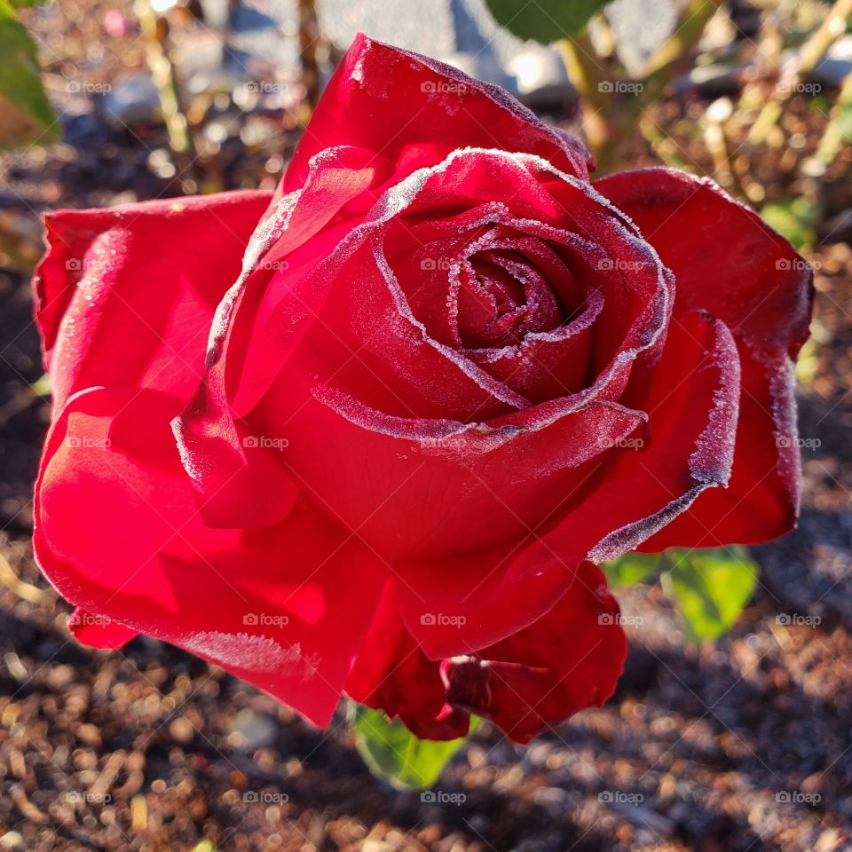 Stunning roses with fresh frost on the petals on a cold fall morning.