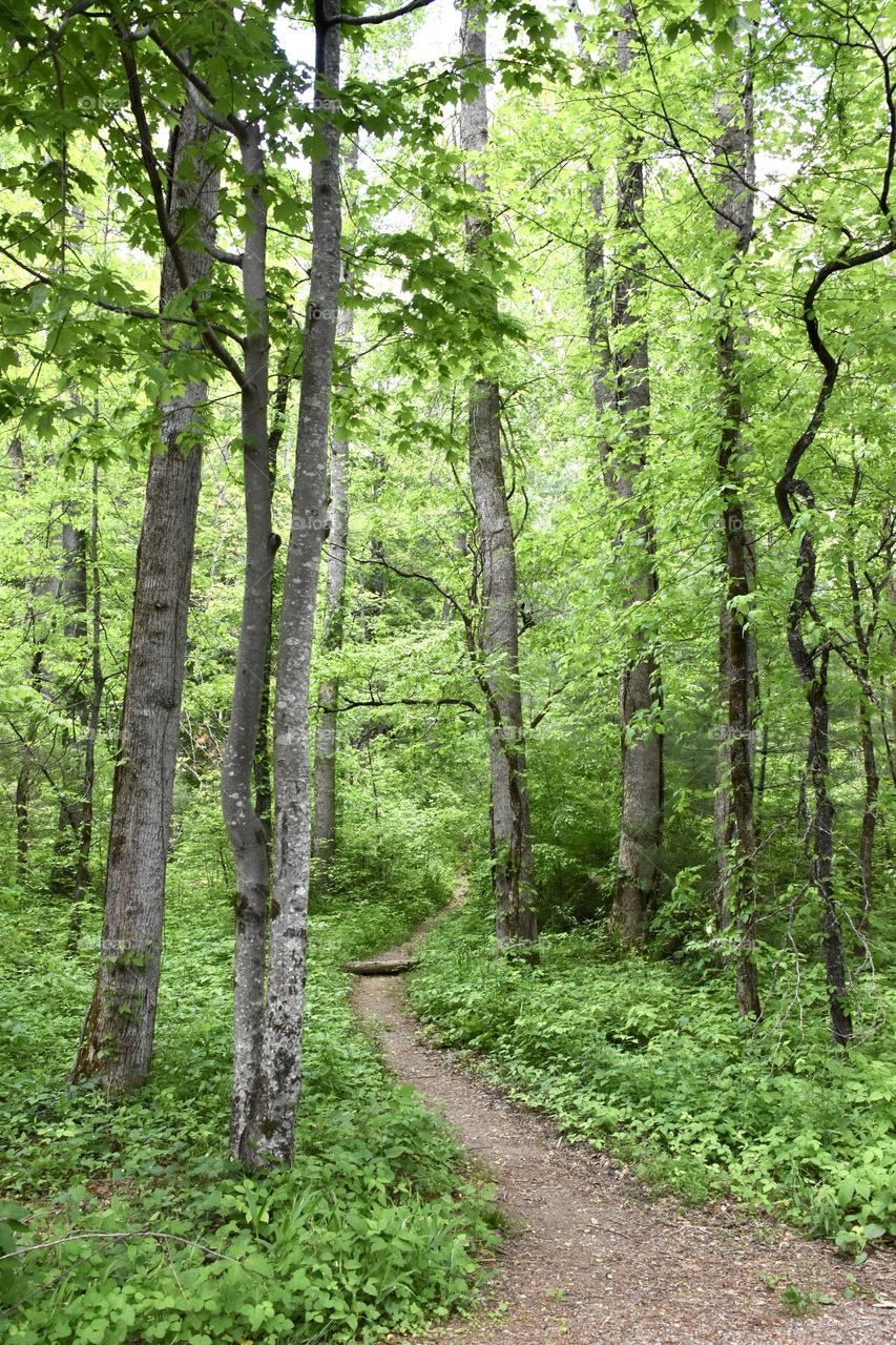 Path through the forest