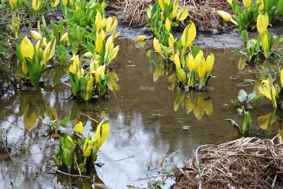 Reflection of yellow flowers blooming 