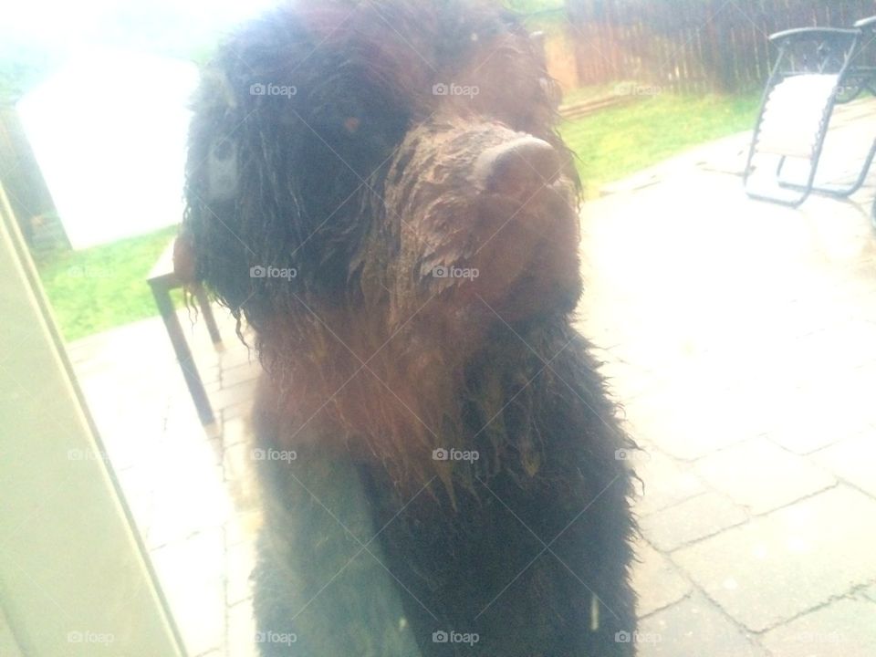 Dog, Mammal, Outdoors, Portrait, No Person