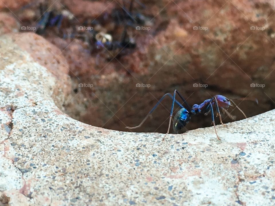 Worker ant large colourful on edge of nest