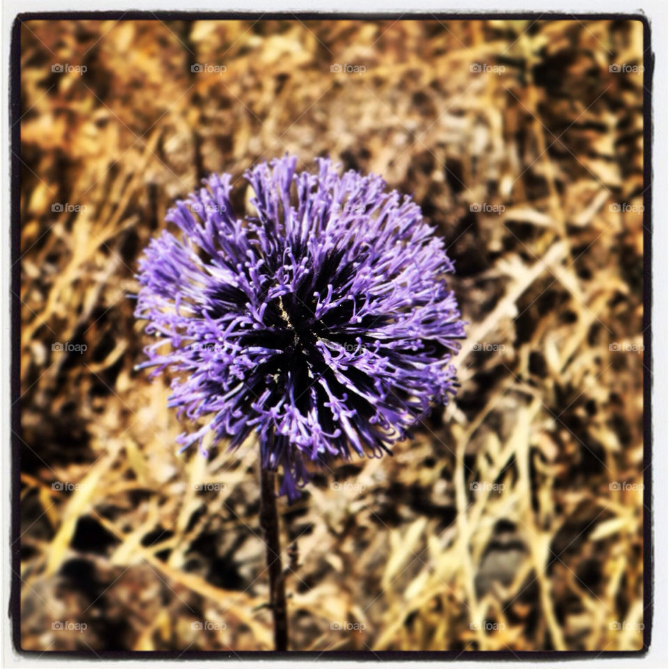 Beautiful purple flower in a field