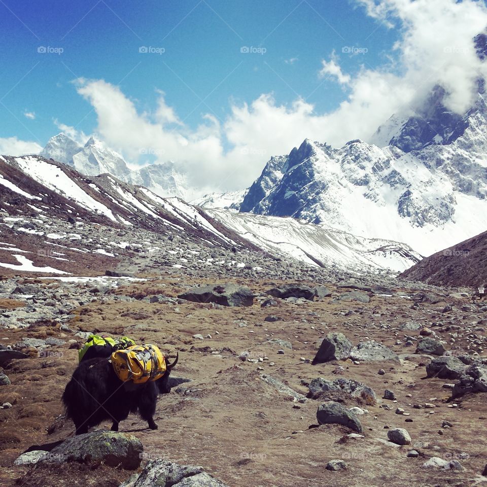 yak. on the way to everest base camp 