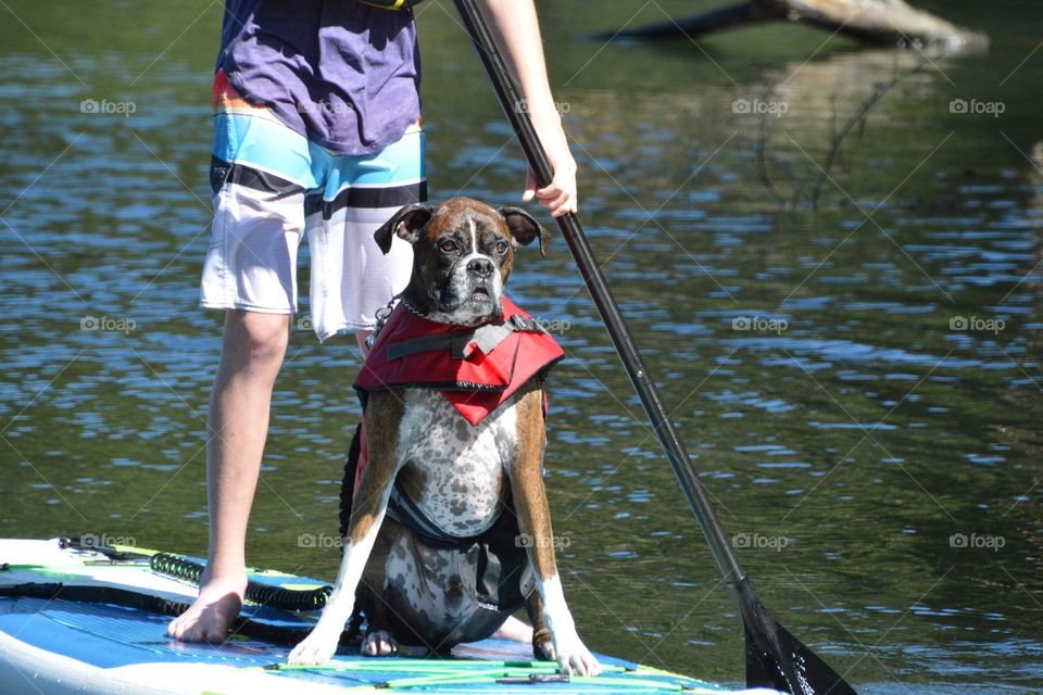 Dog on a paddle board