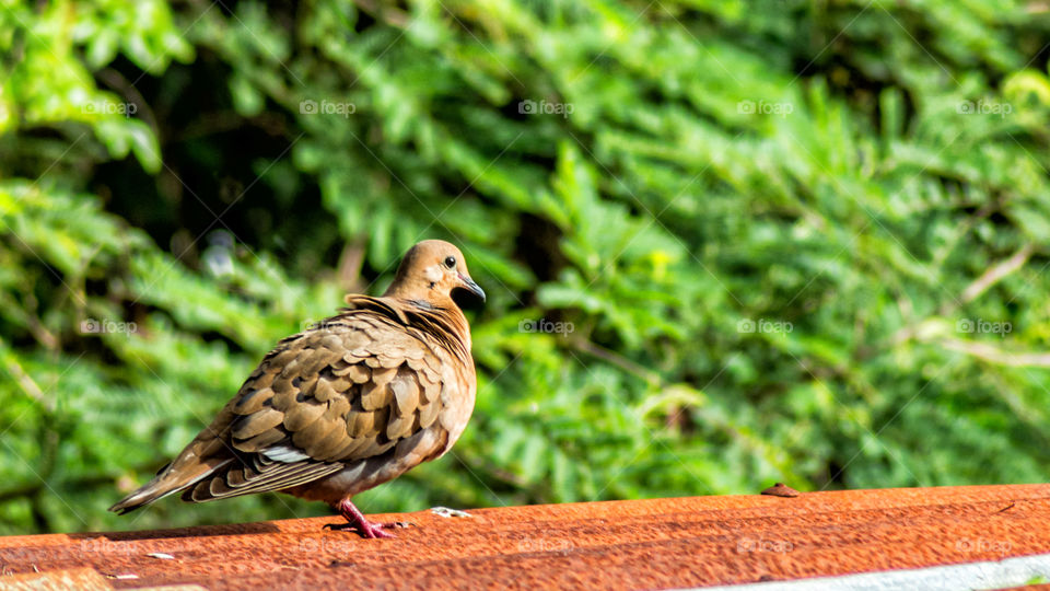 zenaida dove