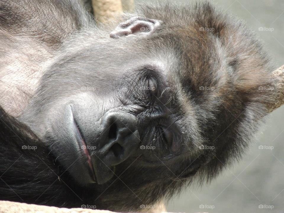 Sleeping gorilla 