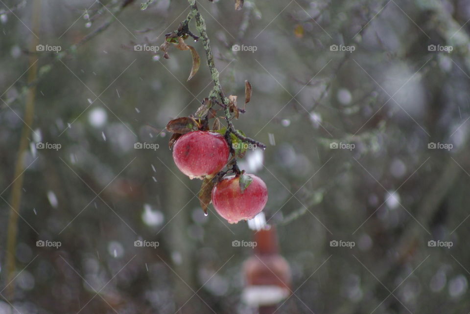 apples on a tree branch
