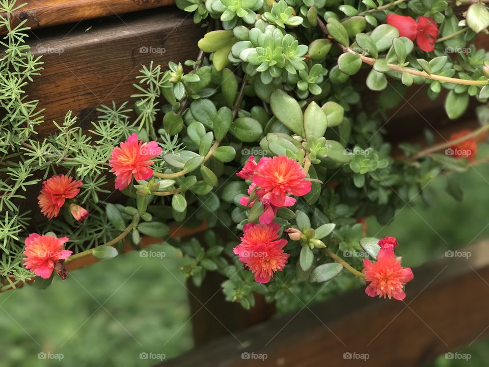 Flowers and greenery. 