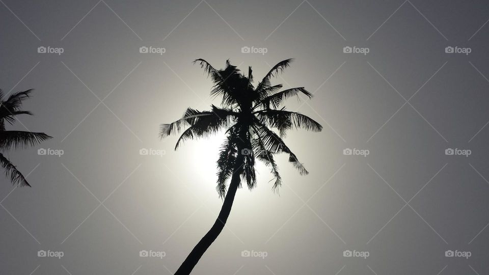 black and white minimalist picture of coconut tree