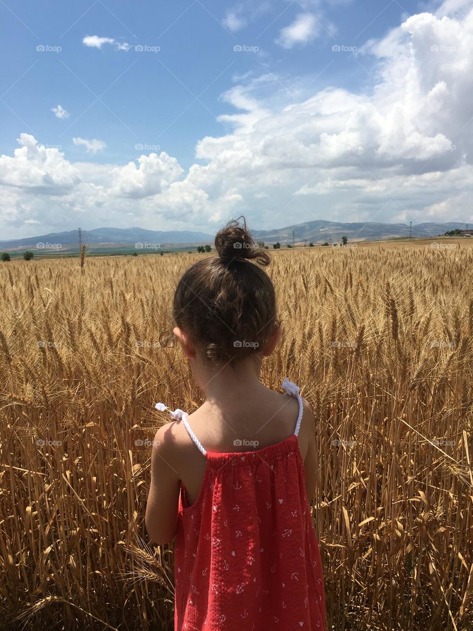 Cornfield or sky? 