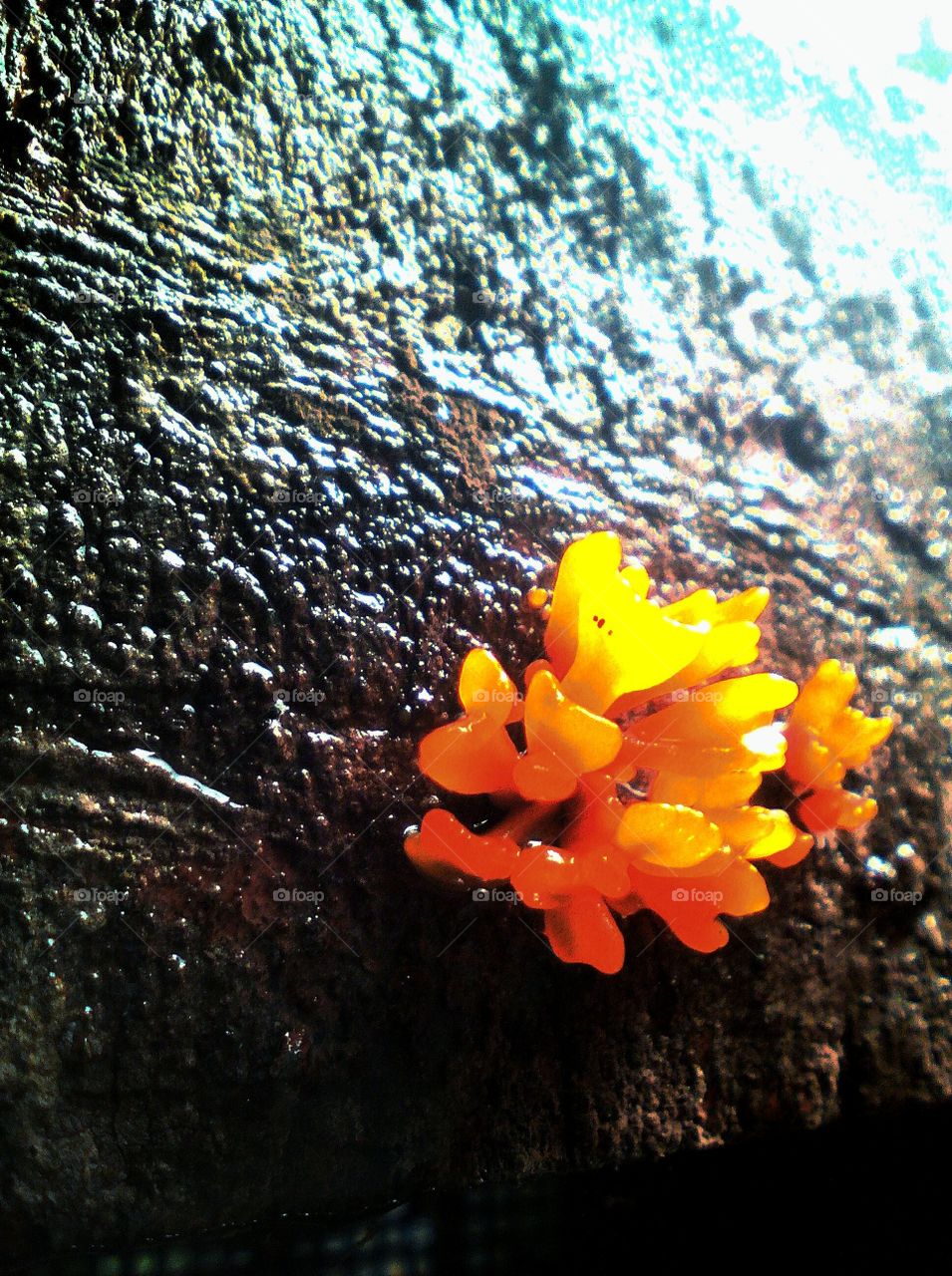 Yellow Fungus on wood, that's rarely half an inch