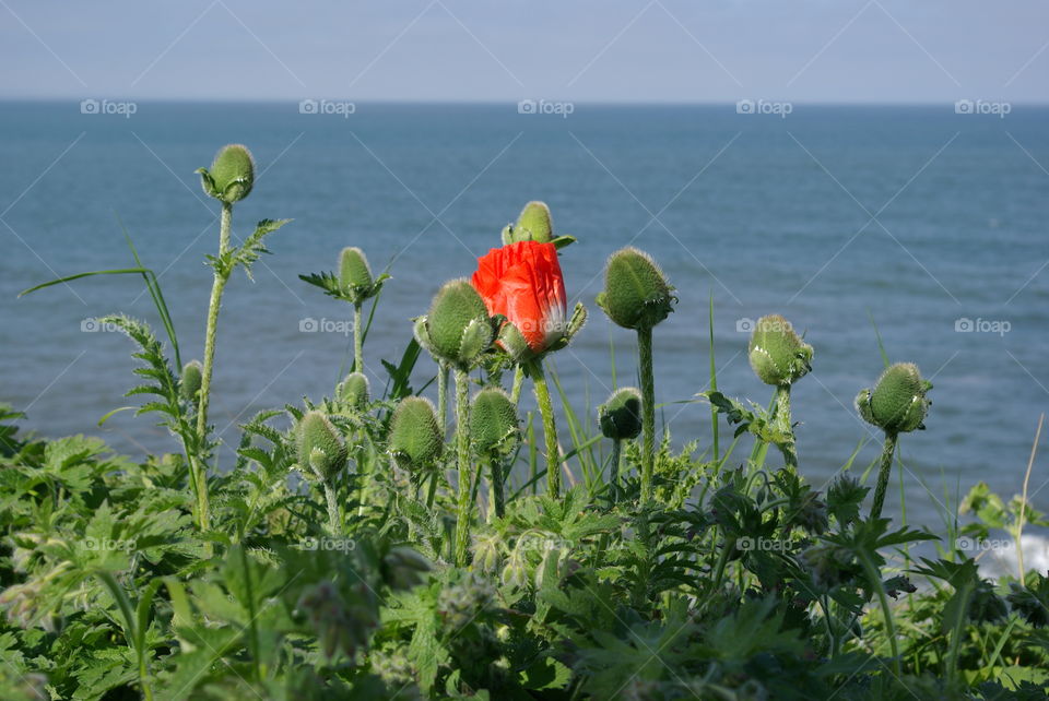 Blooming flowers near beach