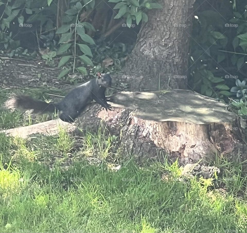 Black squirrels 